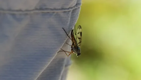 Meadow Plant Fly-Bug Stock-Footage 11228167