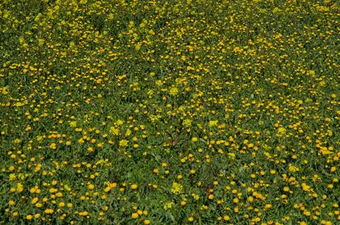 Meadow with plants in bloom. Stock Photos