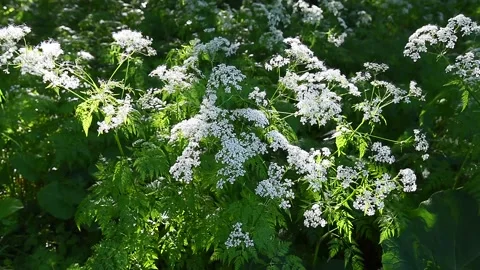 Meadow plants with white small flowers Stock Footage 132196378