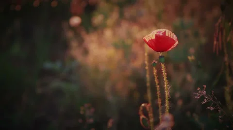 Meadow of poppies in rays of evening sun Stock Footage 38735691