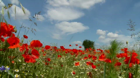 Meadow with poppy Stock Footage 513324