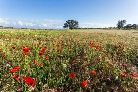 Meadow with poppys. Stock Photos