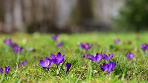 Meadow of of purple crocus flowers in spring forest. Stock Footage 267010164