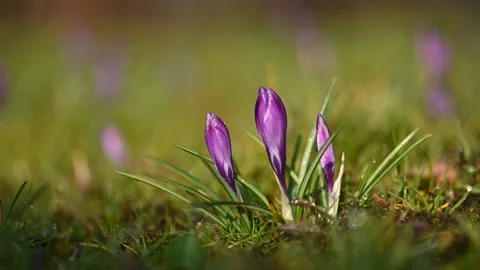 Meadow of of purple crocus flowers in spring forest. Video stock 267010223