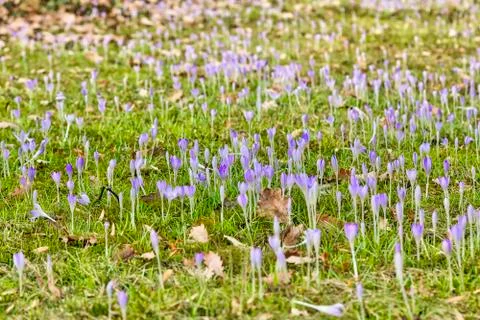 Meadow with purple  crocuses in spring Stock Photos