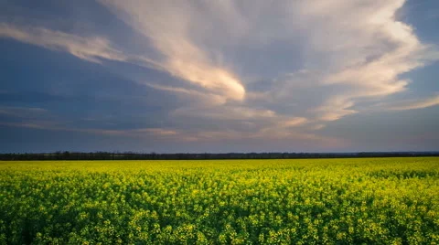 Meadow of rape Vidéo 47955273