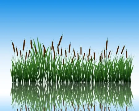Meadow with reflection Stock Illustration