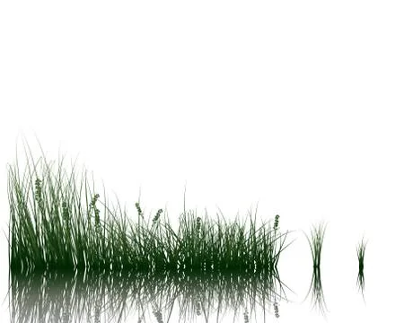 Meadow with reflection Stock Illustration
