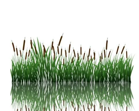 Meadow with reflection Stock Illustration