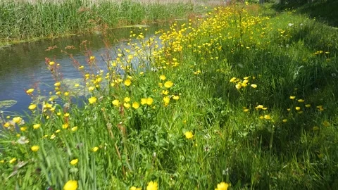 Meadow by the river with buttercups, camera moving Stock Footage 155855228