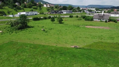 Meadow by the road where cows graze Stock Footage 155892875