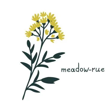 Meadow-rue vector illustration Stock Illustration