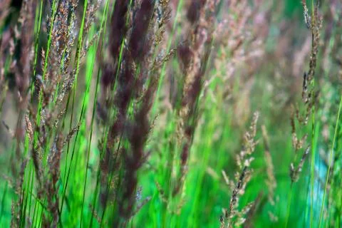 Meadow rye summer background Foto stock