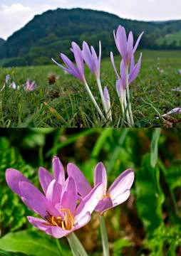 Meadow saffron Stock Photos