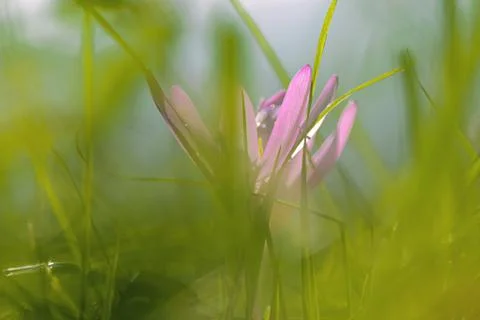 Meadow saffrone in blossom Stock Photos
