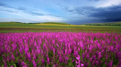 Meadow sage and timelapse clouds. Видео 11146165