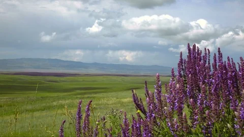 Meadow sage and timelapse clouds Stock Footage 73497465