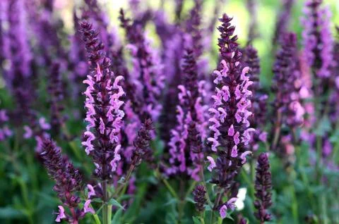 Meadow sage Stock Photos