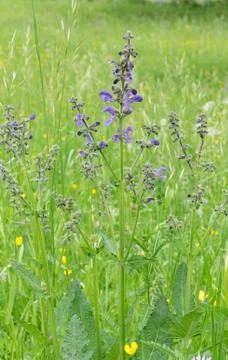 Meadow sage Stock Photos