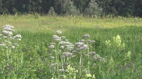 Meadow, sage, valerian Stock-Footage 52085264