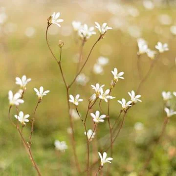 Meadow Saxifrage Stock Photos