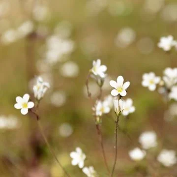 Meadow Saxifrage Stock Photos