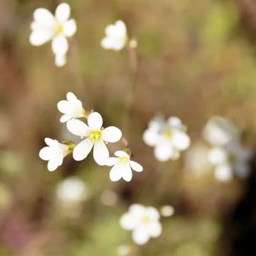 Meadow Saxifrage Stock Photos
