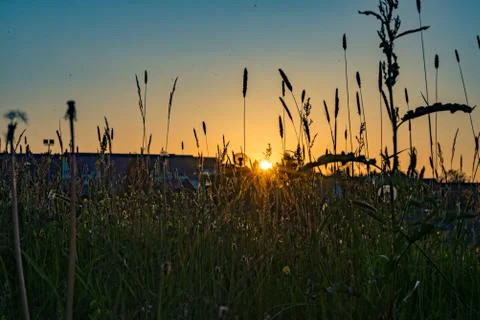 Meadow with a setting sun in the background Stock Photos