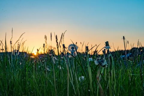 Meadow with a setting sun in the background Stock Photos