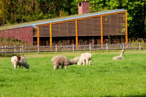 Meadow with sheep Stock Photos