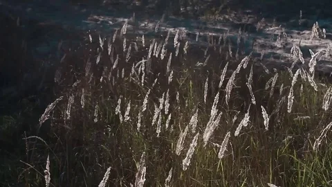 On the meadow shimmer with the light of the ears of grass Stock Footage 80411177