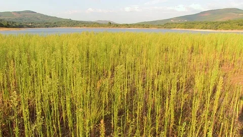 Meadow Shore Lagoon Stock Footage 79407455