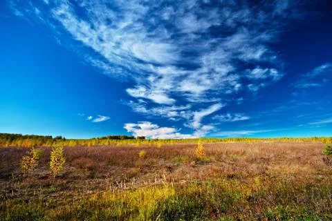 Meadow sky and trees Stock Photos