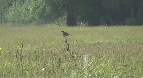 Meadow, skylark 스톡 동영상 39513756