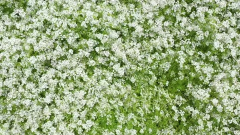 Meadow with small white flowers seen from above Stock Footage 176698486