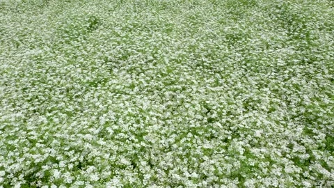 Meadow with small white flowers seen from above. Soft carpet of grass in spring Stock Footage 194670288