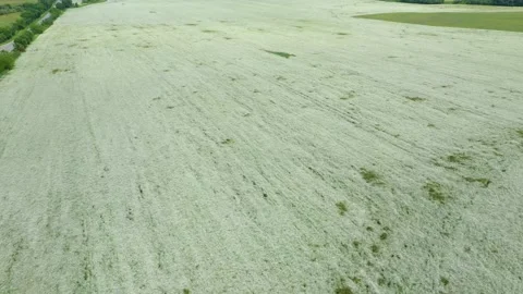 Meadow with small white flowers seen from above. Soft carpet of grass in spring Stock Footage 232063183