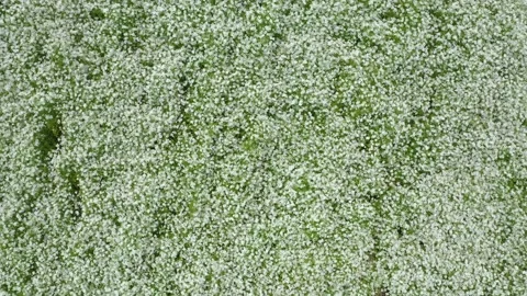 Meadow with small white flowers seen from above Stock Footage 237919042