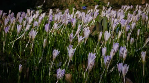 Meadow of snowdrops glide camera move Stock Footage 38739098