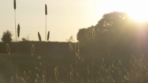 Meadow in Soft Cinematic Light Stock Footage 98668019