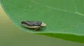 Meadow Spittlebug (Philaenus spumarius) 1 HD Footage
