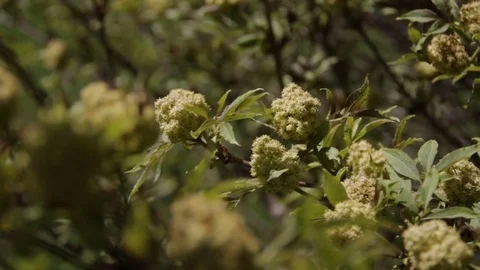 Meadow, spring in Alta badia Stock Footage 77352248