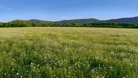 Meadow of spring camomile flowers Video stock 128316697