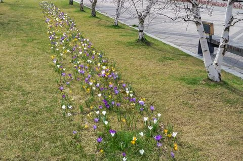 Meadow of spring crocus, giant crocus or Crocus vernus in a city park Stock Photos