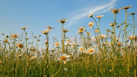 Meadow of spring daisy flowers  Video stock 90106767