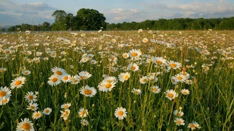 Meadow of spring daisy flowers  Video stock 90106784