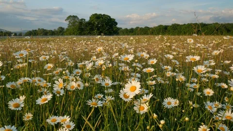 Meadow of spring daisy flowers  Stock Footage 90106785
