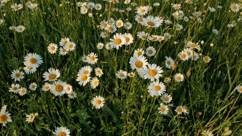 Meadow of spring daisy flowers  Stock Footage 90107329