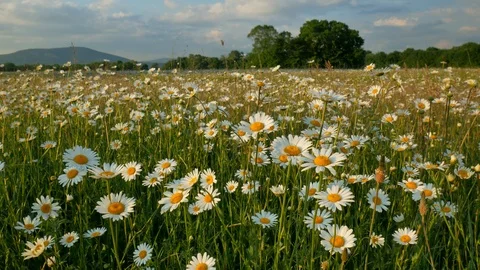 Meadow of spring daisy flowers  Stock Footage 90107348