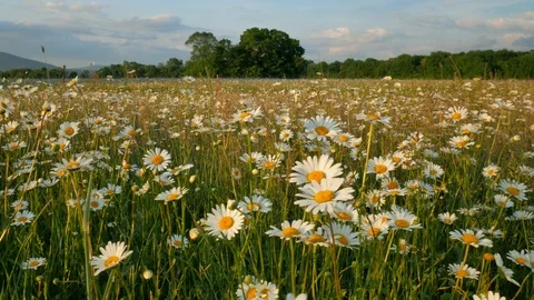 Meadow of spring daisy flowers  Stock Footage 90107568